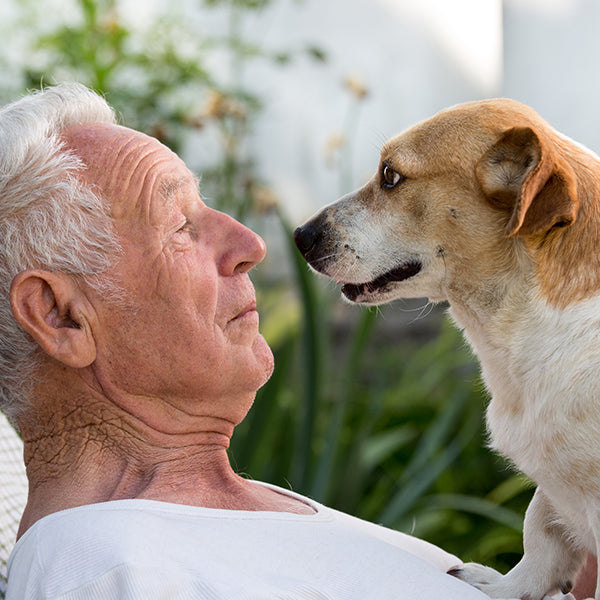 The benefits of NR (nicotinamide riboside) in Lifespan Canine.